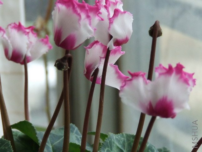 DSCF9821.jpg