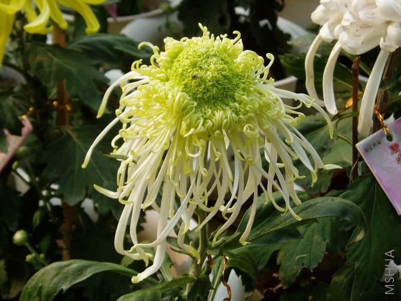 ������С P1010044.JPG