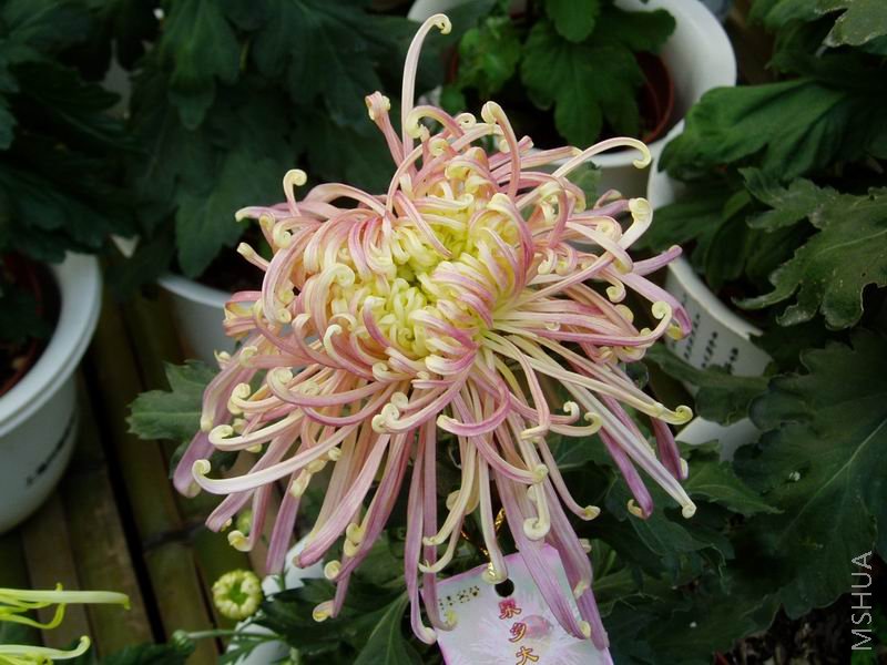 ������С P1010054.JPG