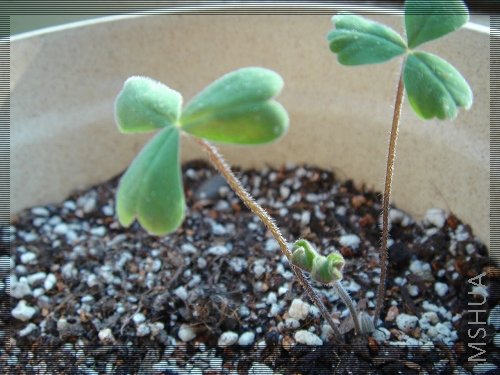 Oxalis comosa��Spring Charm��yellow 1.jpg