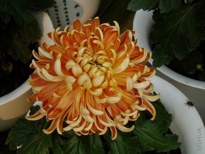 ������С P1010047.JPG