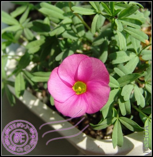 oxalis glabra �Ҥ��x��