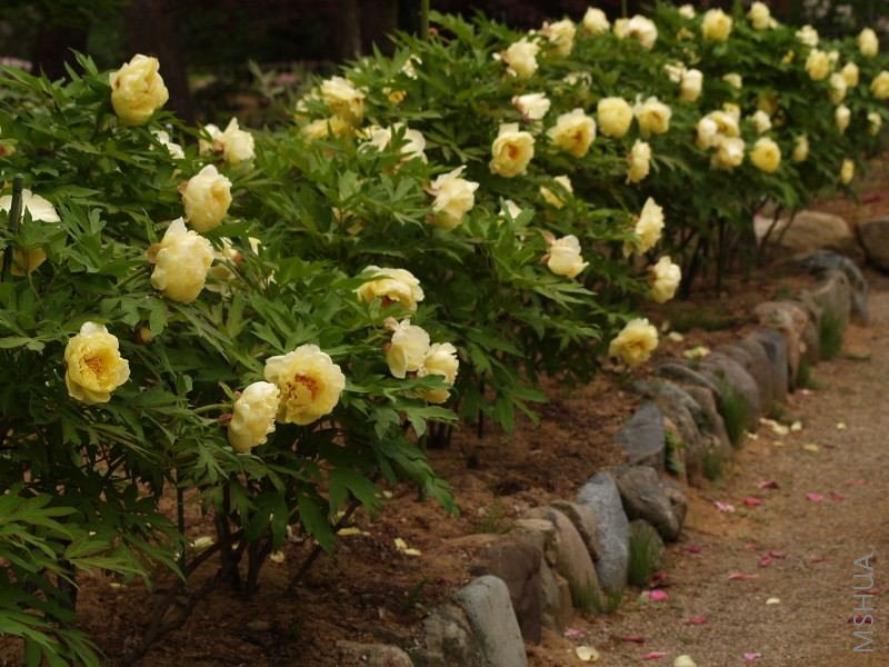 md  highnoon����8.jpg