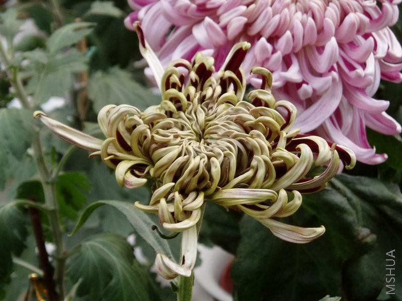 ������С P1010065.JPG