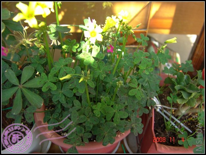 Oxalis pes-caprae