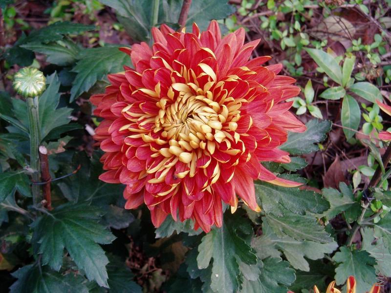 ������С P1010071.JPG