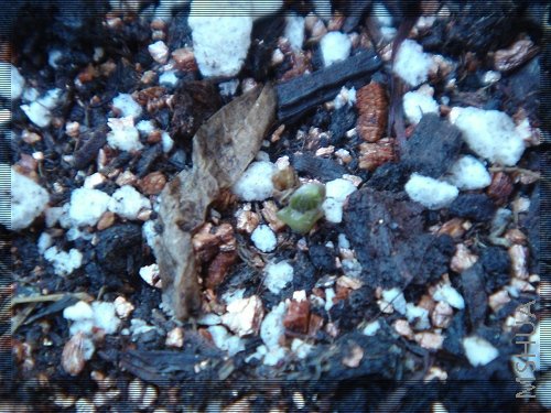 Oxalis palmifrons 1.jpg