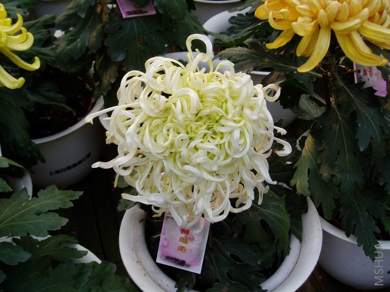 ������С P1010051.JPG