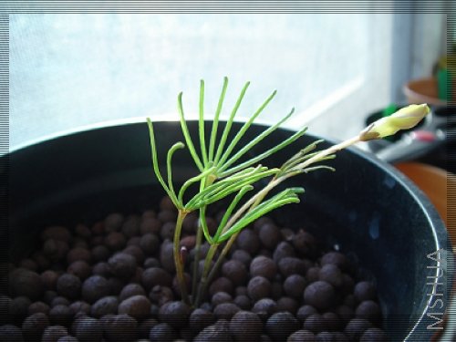 Oxalis Gold Island 2.jpg