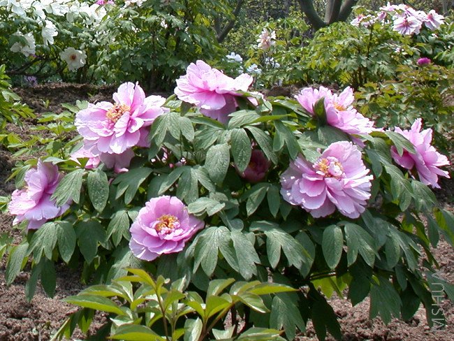 DSCN6186 - ����.JPG