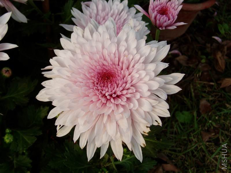 ������С P1010074.JPG