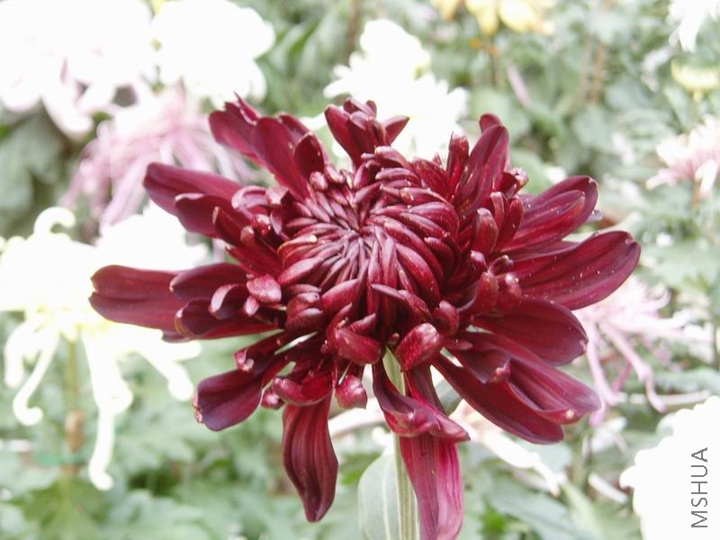 ������С P1010062.JPG