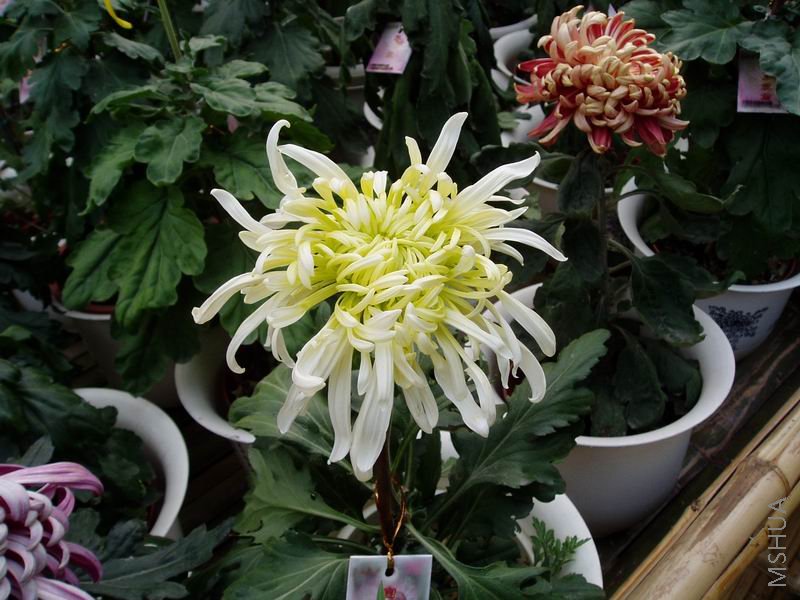 ������С P1010066.JPG