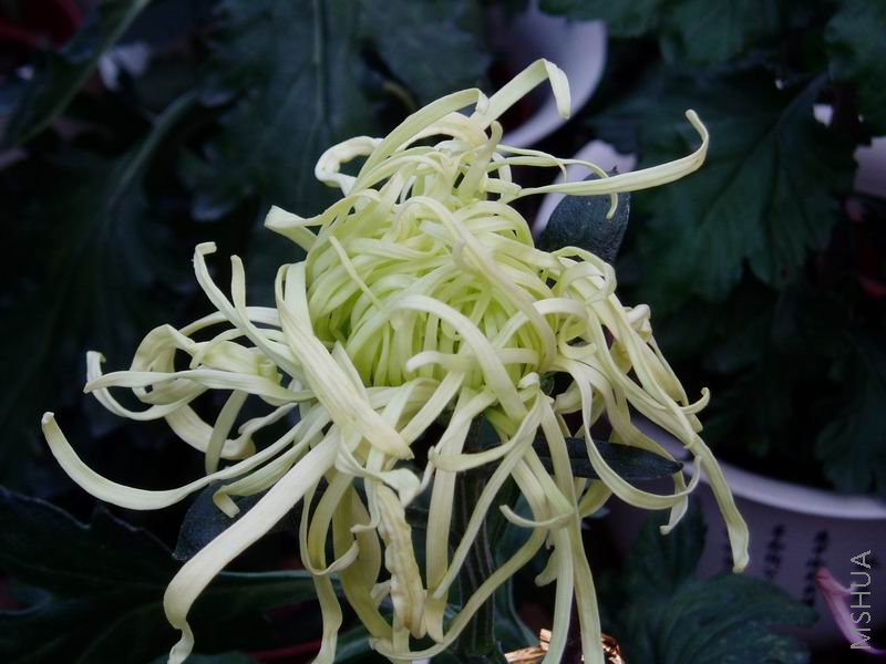 ������С P1010063.JPG