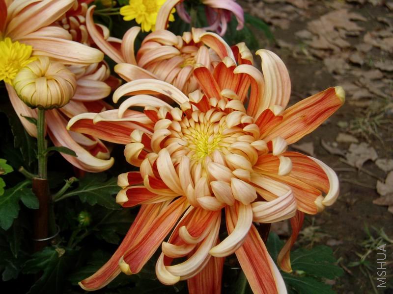 ������С P1010069.JPG