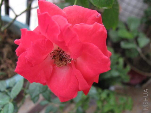 IMG_0378.JPG