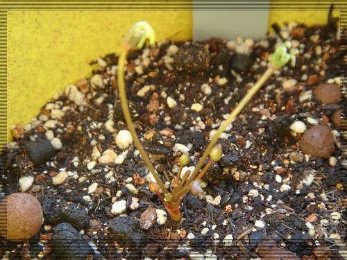 Oxalis Parma pink 2.jpg