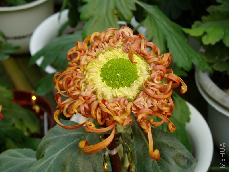 ������С P1010058.JPG