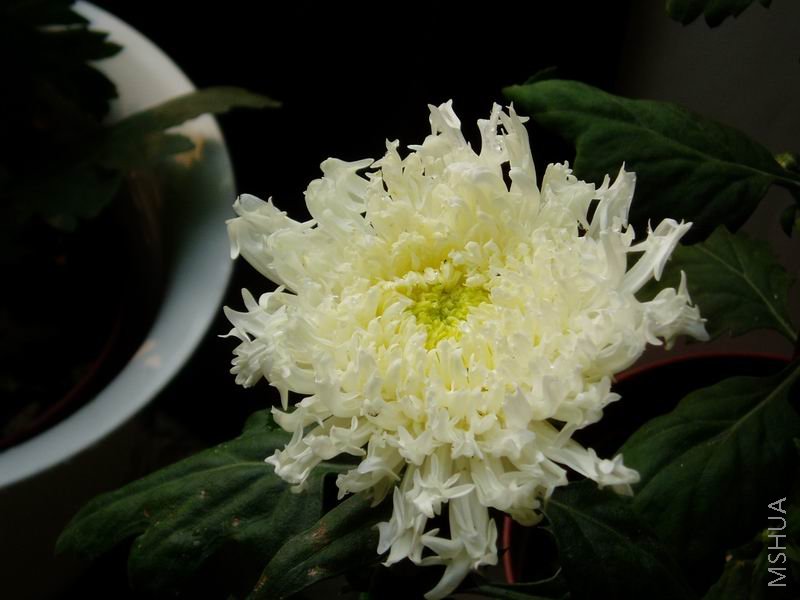 ������С P1010050.JPG