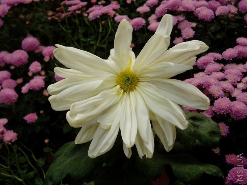 ������С P1010059.JPG