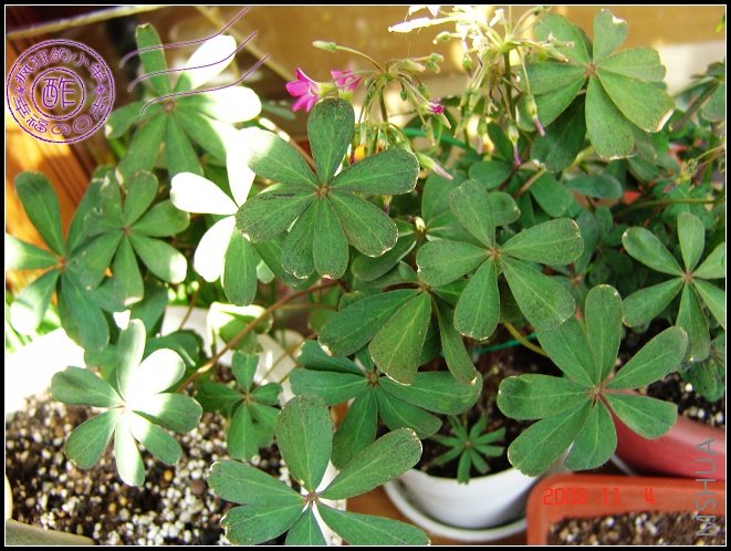 Oxalis lasiandra