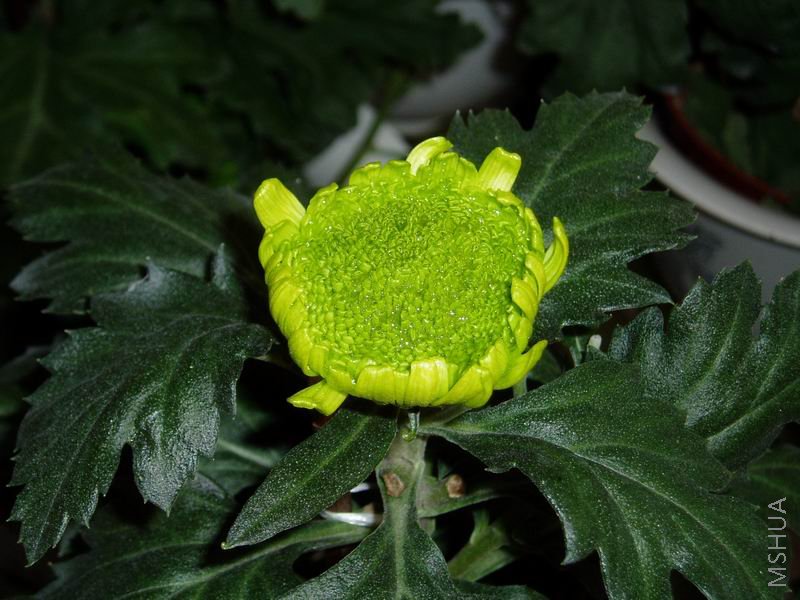 ������С P1010049.JPG