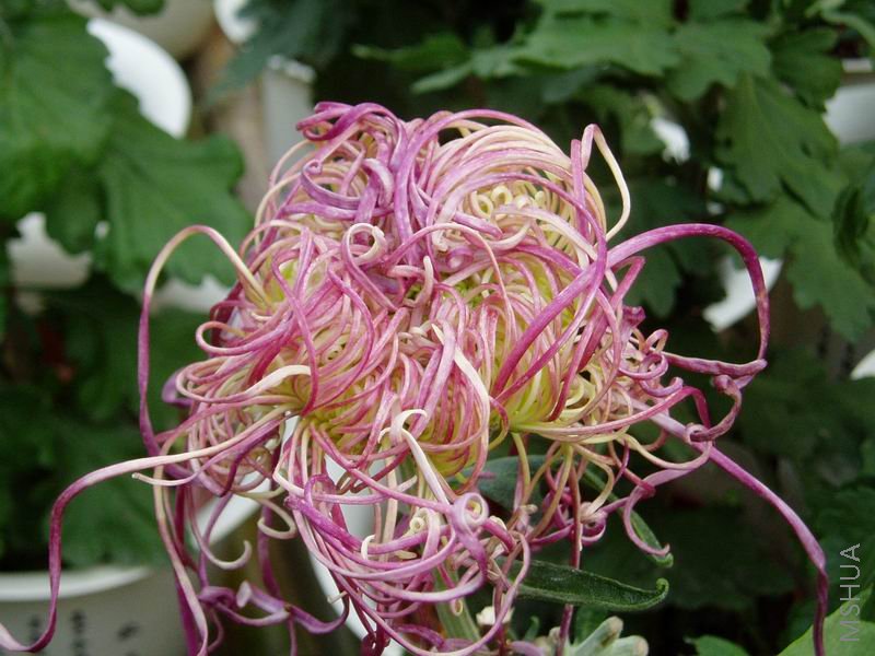 ������С P1010064.JPG