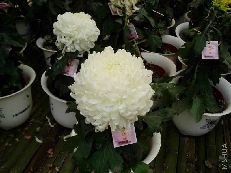 ������С P1010067.JPG