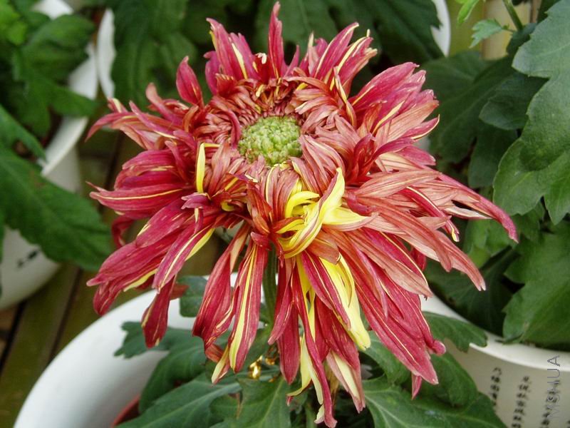 ������С P1010057.JPG