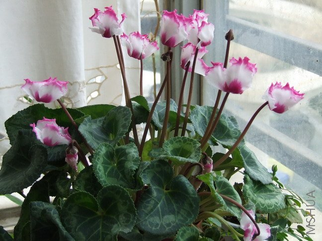 DSCF9820.jpg