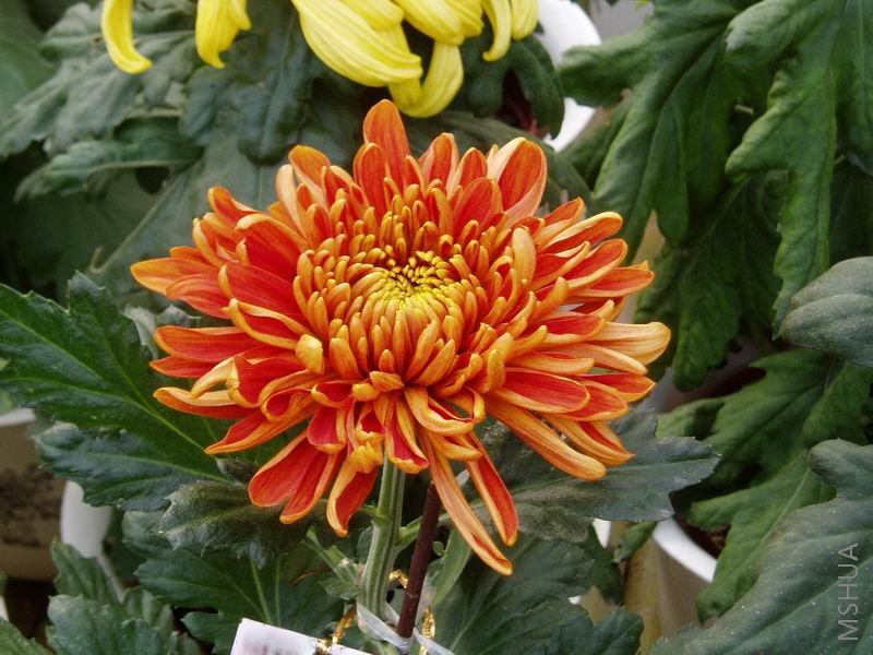 ������С P1010055.JPG