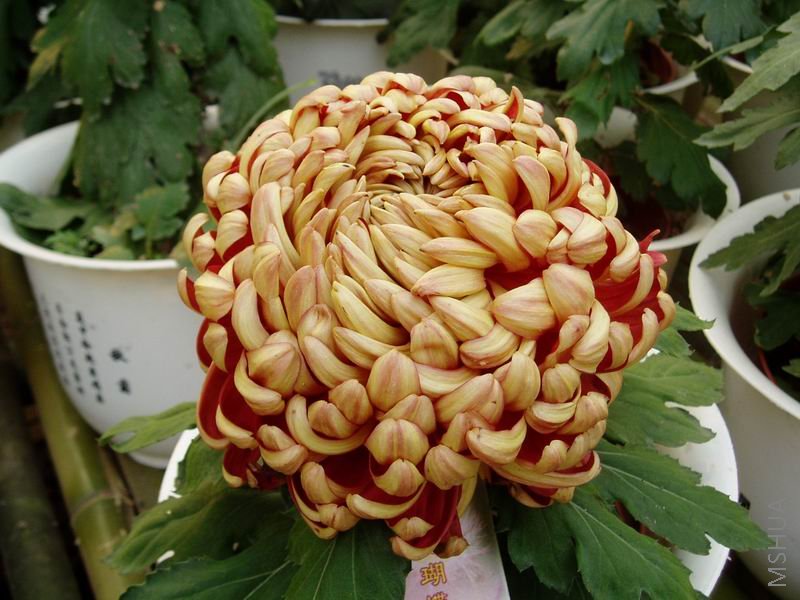 ������С P1010068.JPG