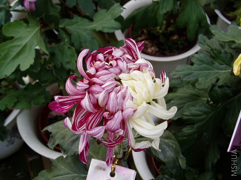 ������С P1010053.JPG