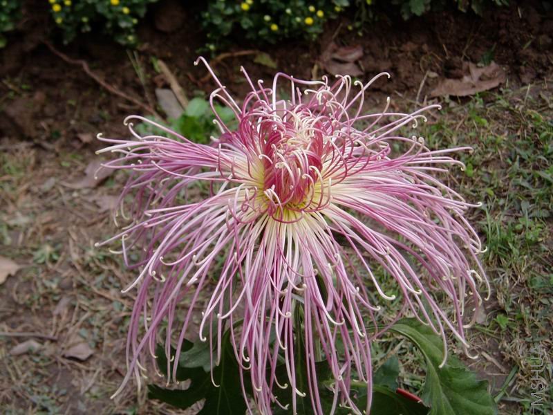 ������С P1010061.JPG