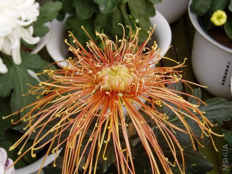 ������С P1010048.JPG