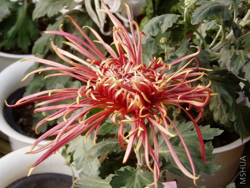 ������С P1010046.JPG