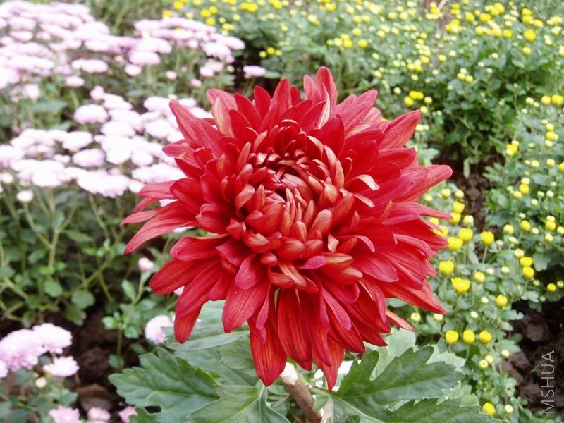 ������С P1010075.JPG