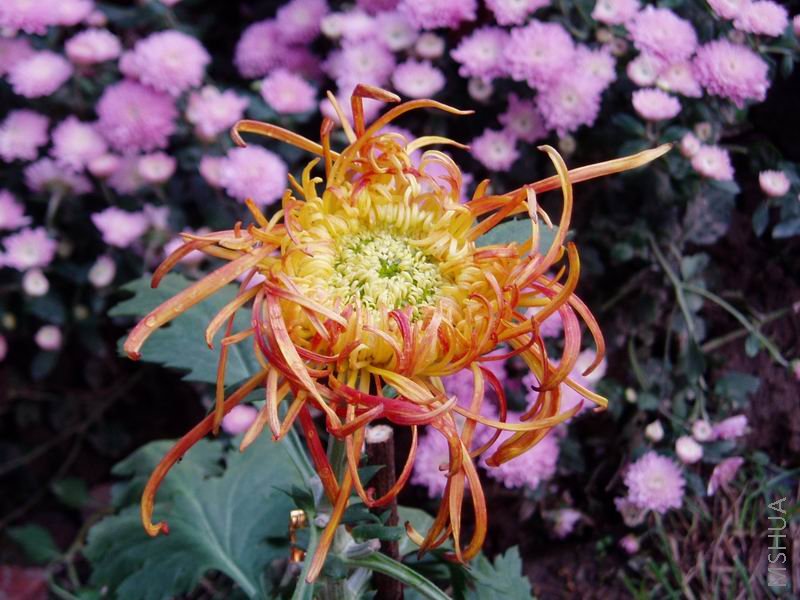 ������С P1010060.JPG