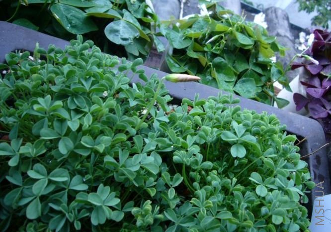 �����һ��OBTUSA