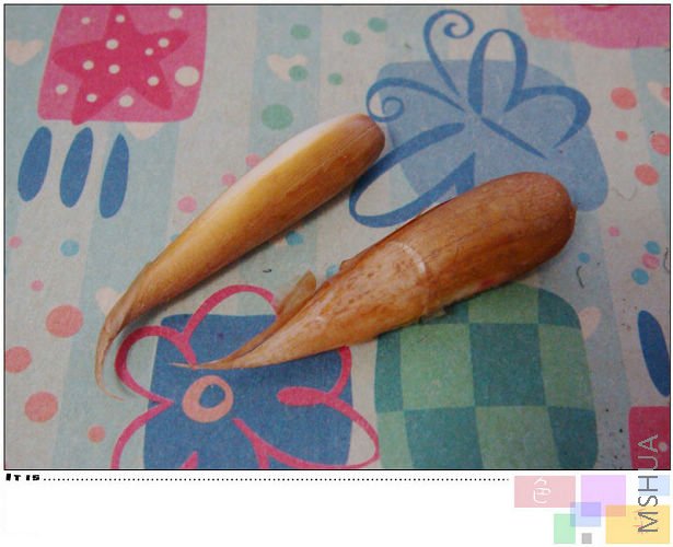 20081105purpurata var howiei amarantha.jpg