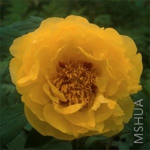 md ��ɫ����˿.jpg