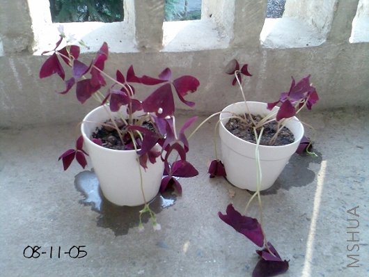 ��Ҷ������ (1).jpg