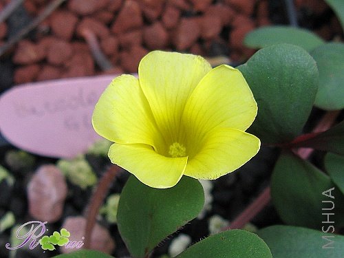 O'Luteola Glavca 6.jpg