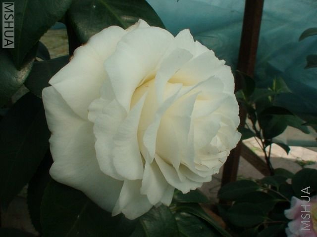 Ƥ˹����-2.jpg