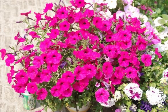 DSC_0800.JPG