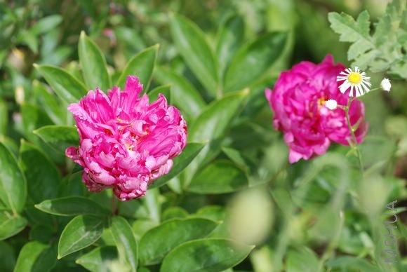 DSC_0820.JPG