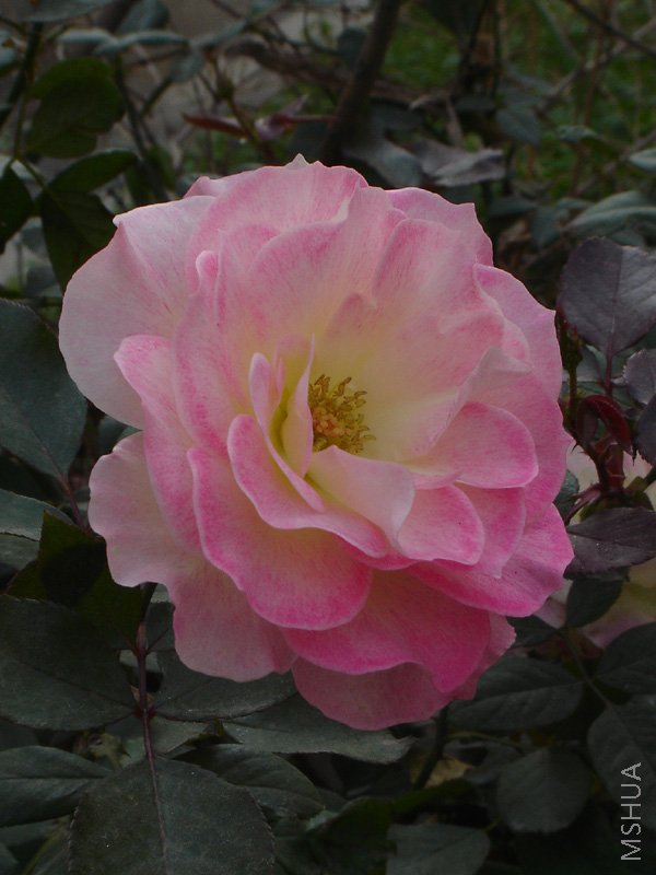 DSC05759.JPG