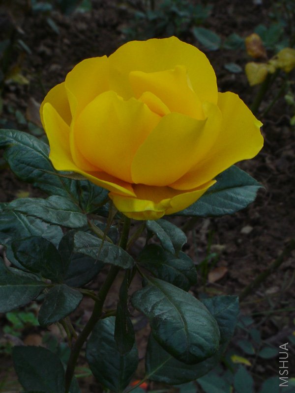 DSC05768.JPG