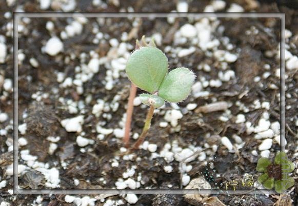 oxalis brasiliensis.jpg