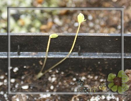 oxalis comosa pink.jpg